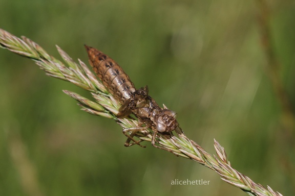 Larvenhülle einer Libelle